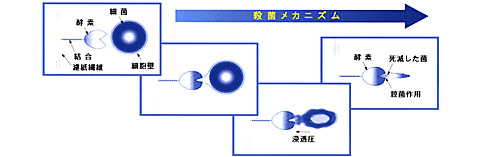 殺菌メカニズム